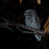 Lelkoun sovi - Podargus strigoides - Tawny Frogmouth o1049